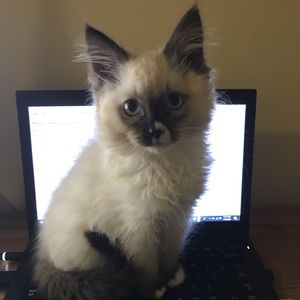 Meet your Posher, Sarah